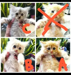 Kitten Persia dan Mix ( Bc Diskripsi)