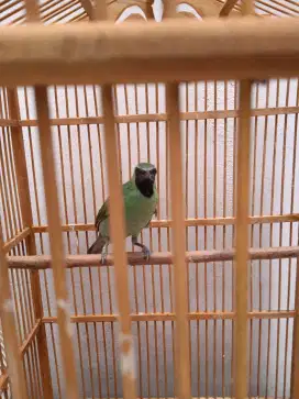 Burung murai daun.