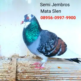 Merpati jantan Semi Jembros