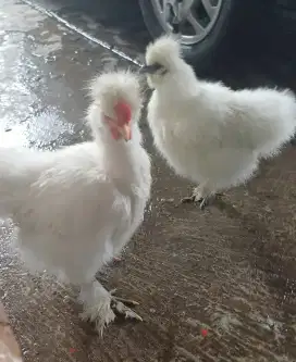 Ayam Hias American Silkie Kapas Sutra