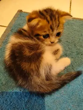Kitten Scottish fold