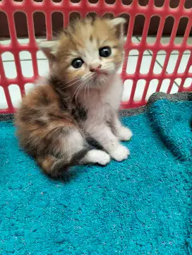 Kitten flatnose Calico betina