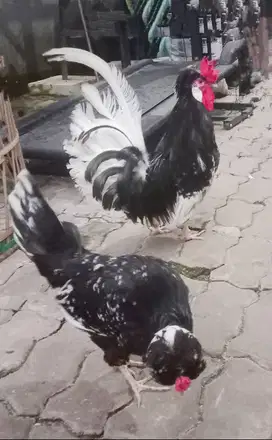 Ayam Polandia Sejodoh
