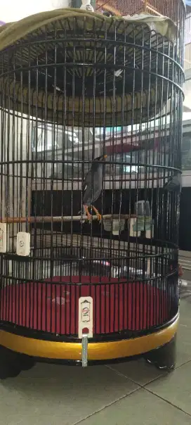 Burung Jalak Kebo Gacor full set