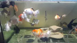 Ikan koki oranda ost dan olt