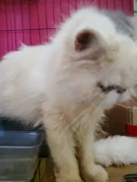 Kucing Persia peacknose