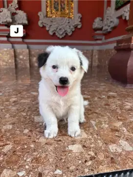 Dijual anak anjing pom x peking  jantan