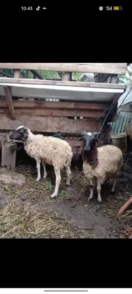 Kambing sehat walafiat qurban