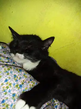 Jasa grooming kucing dan art harian rabu dan kamis