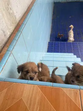 Puppies shihthzu mix