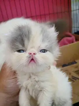 Kucing Persia peacknose