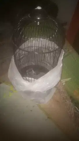Jual kandamg burung love berd