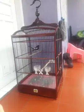 Burung kacer gacor fullset