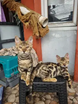 Kucing Kitten Betina & Jantan