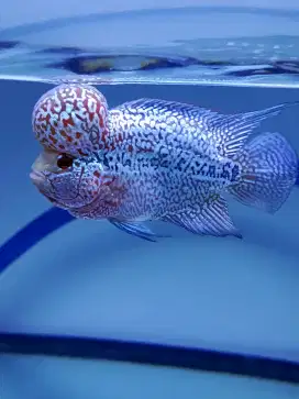 Ikan Louhan srm