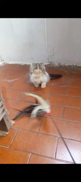 Kitten persia peaknose betina