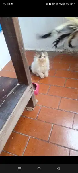 Kitten persia peaknose betina
