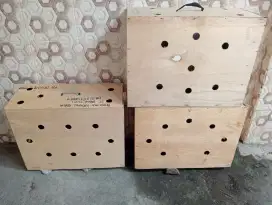 Box untuk pengiriman ayam luar kota