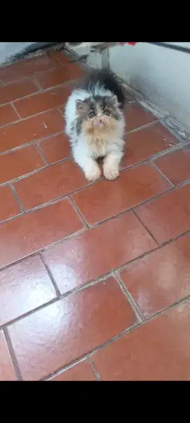 Kitten persia peaknose jantan