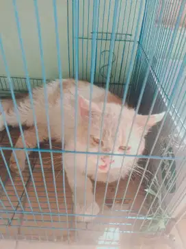 KUCING JANTAN PERSIA