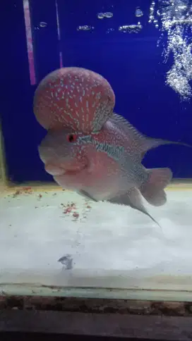 Jual ikan louhan srd sortbody size 4 jari