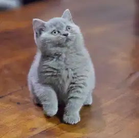 British shorthair lilac