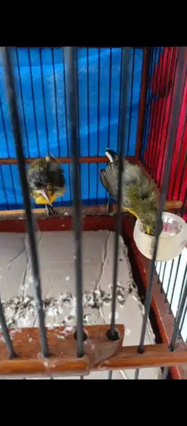Sogon anakan dari loloh