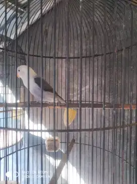 Biola hitam bonus ngekek