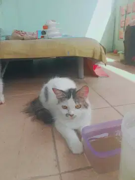 KUCING PERSIA BETINA