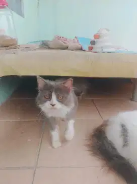 KUCING PERSIA JANTAN