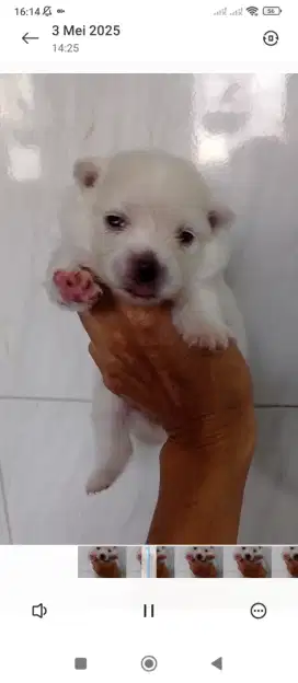 Minipom cantik male female