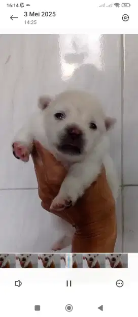 Minipom warna cantik