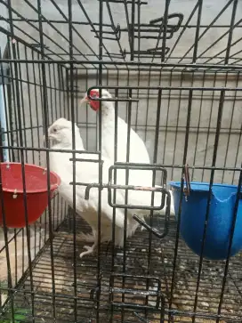 Ayam Himalayan White Peasant