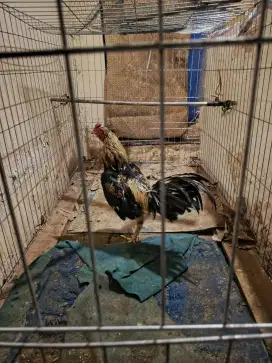 Dijual ayam jago