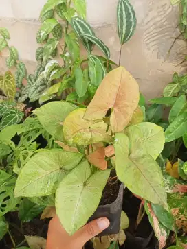 Tanaman Sygonium Alusion