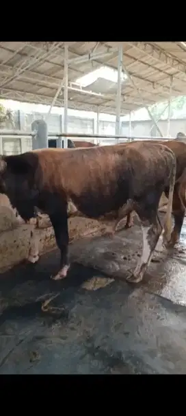 Hewan Qurban murah berkualitas