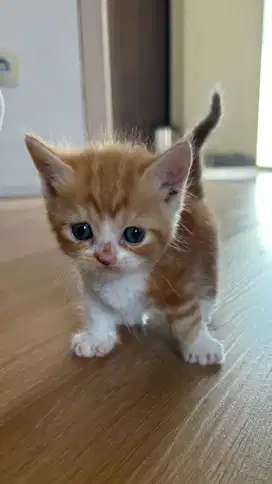 BSH MUNCHKIN RED TABBY BICOLOR