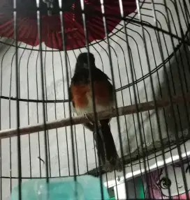 Burung murai batu medan trotol jantan rajin bunyi