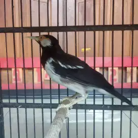 Jalak suren gacor + kandang