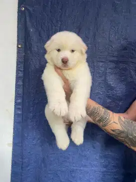Jual puppy alaskan malamute