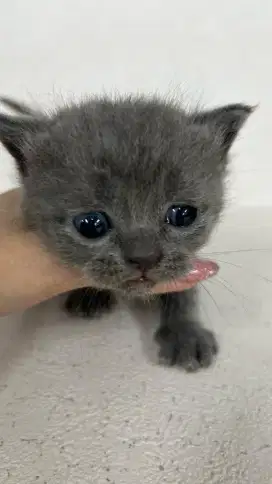 BSH BRITISH SHORTHAIR BLUE SOLID