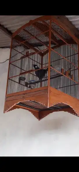 Burung poksay hongkong