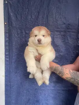 Jual alaskan malamute male puppy