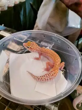 Di Jual cepat Leopard Gecko