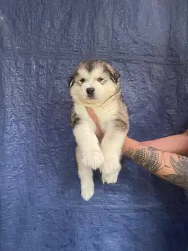 Jual puppy alaskan malamute