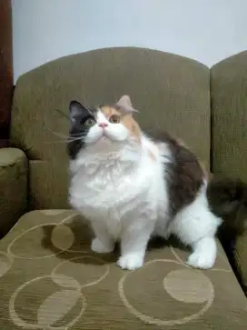 BSH betina dan jantan