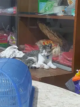 Anak kucing jantan