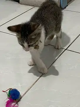 Anak kucing jantan
