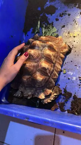 kura kura sulcata