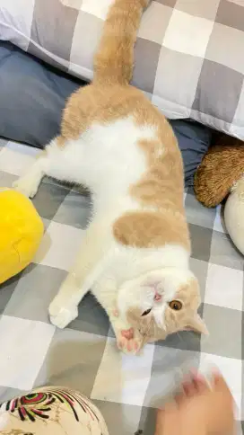 Bsh bicolor cream pacak.